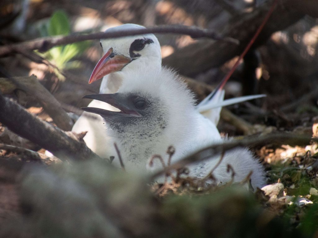 Tropicbird and chick