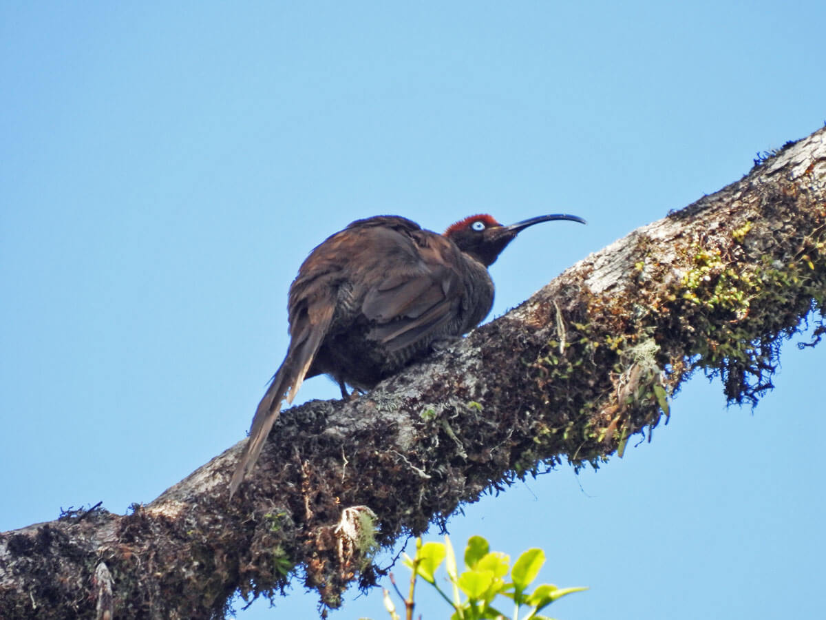 Kumul Lodge – continued