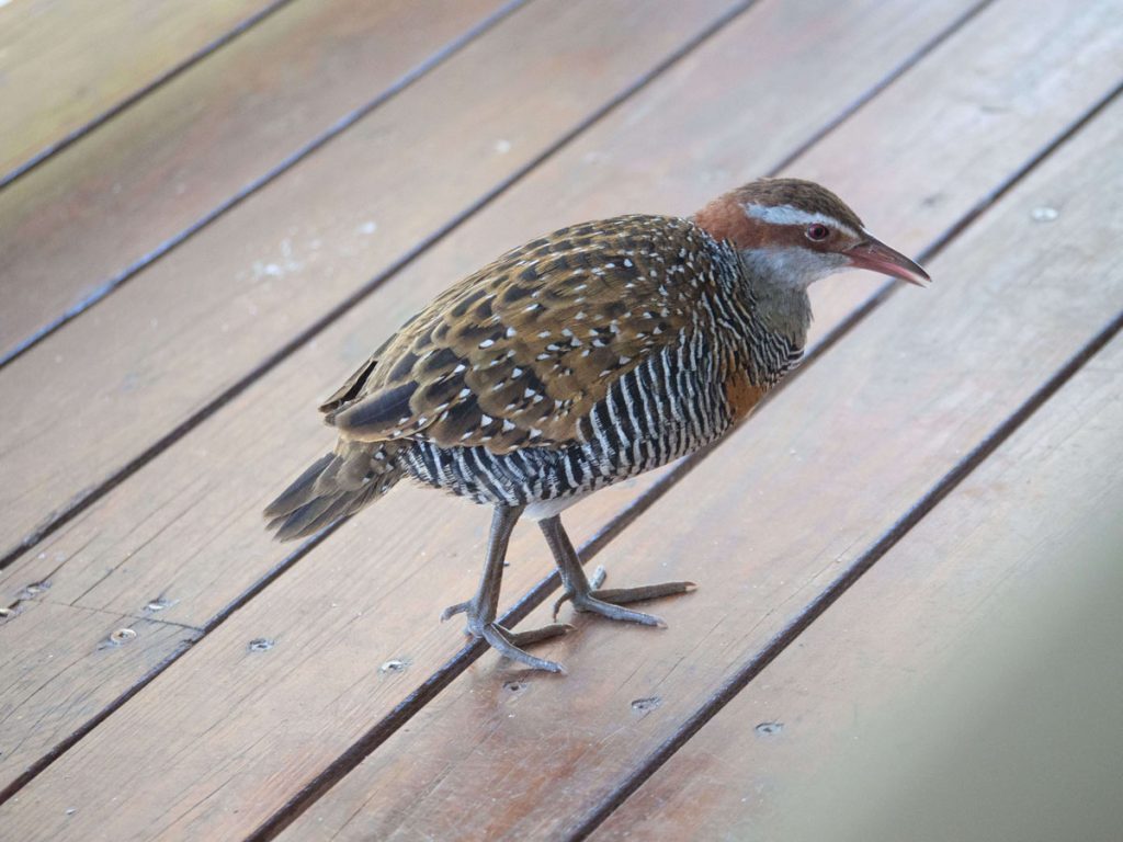 Buffbanded Rail