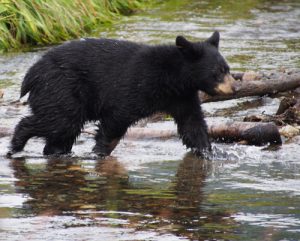 Juneau