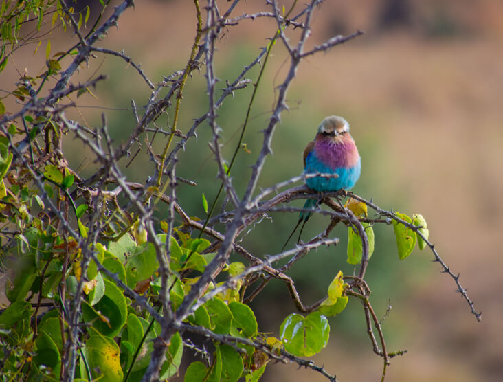 Colorful bird