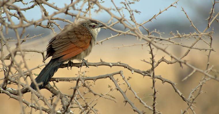 Brown bird