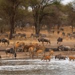 Warthogs, wildebeets, impala, at watering hole