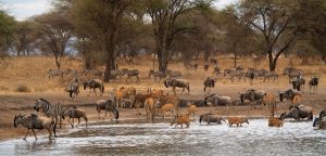 Warthogs, wildebeets, impala, at watering hole