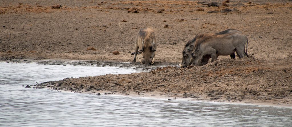 Warthogs at the watering hole