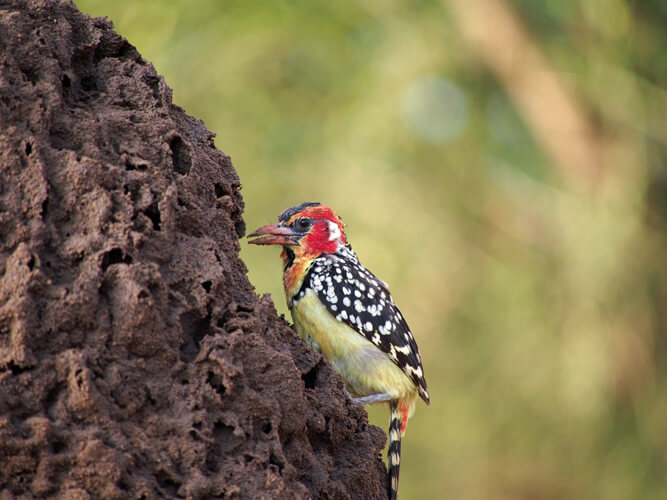 Colorful bird