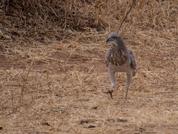 Goshawk walking on ground