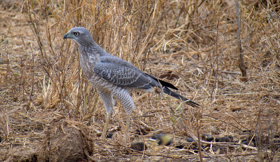 Same goshawk