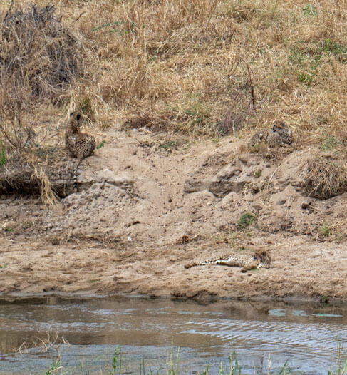 Three cheetas lounging by the river.