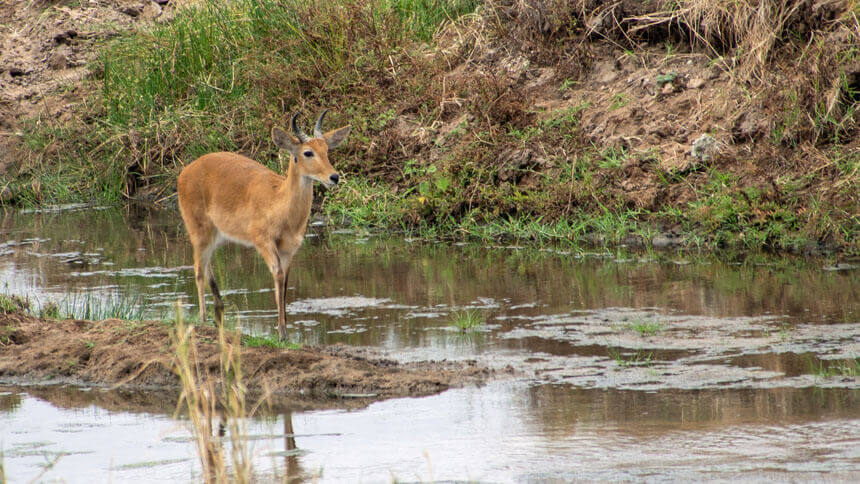 Reedbuck next to river