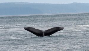 Whale Watching