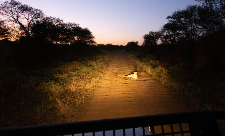 Lion in headlight