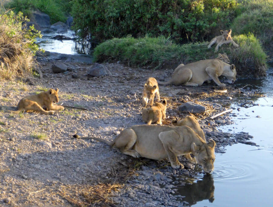 Lions