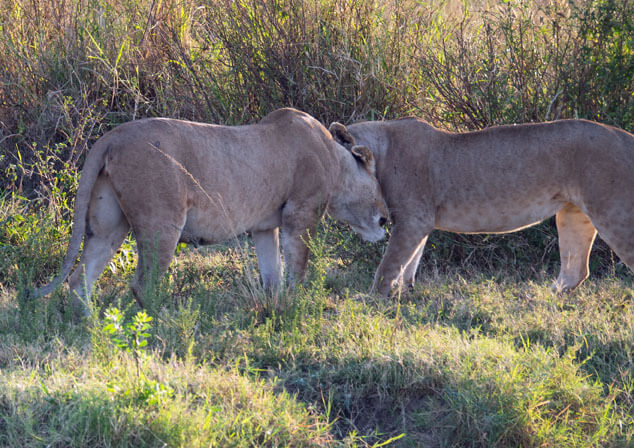 Lions rubbing against each other.