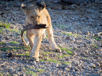 Lion cub with stick