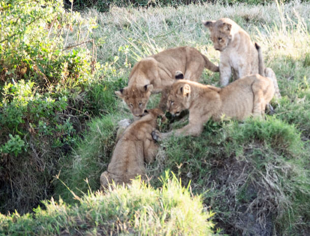 Lions helping cub up river bank.