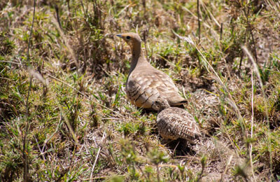 Bird and chicks