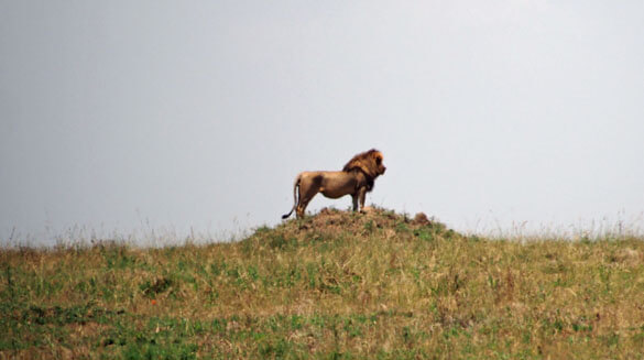 Lion on a hill