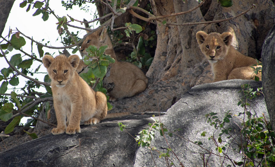 Lion cubs