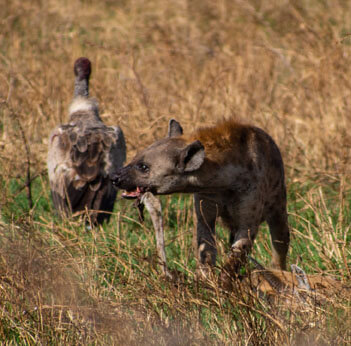 Hyena with leg.