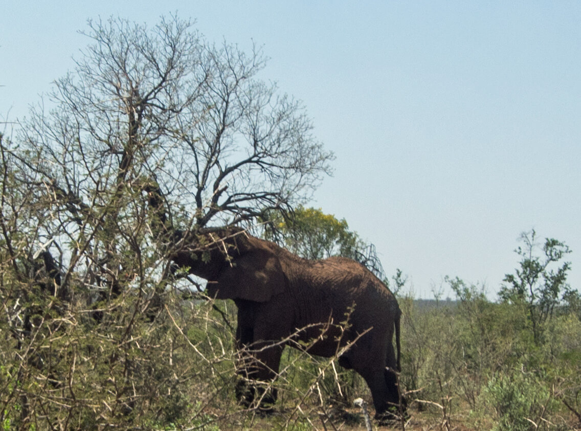 Madikwe arrival