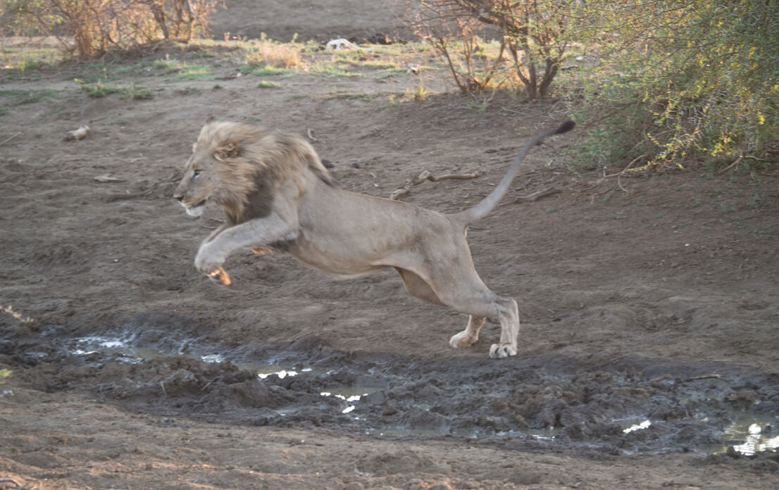 Madikwe Day 1 Morning