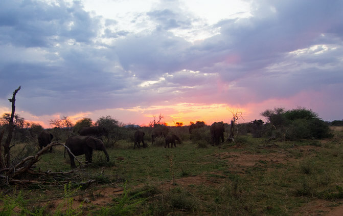 Elephants at sunset.