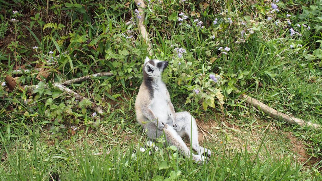 ringtail lemur enjoying the sun.