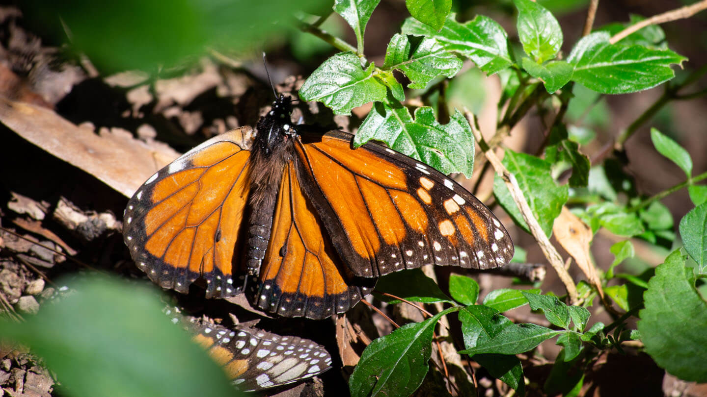 Close up photo of Monarch butterfly