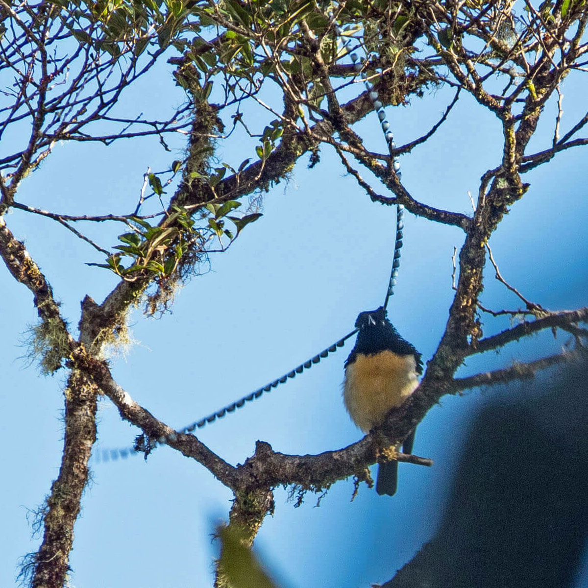 Rondon Ridge Lodge birding