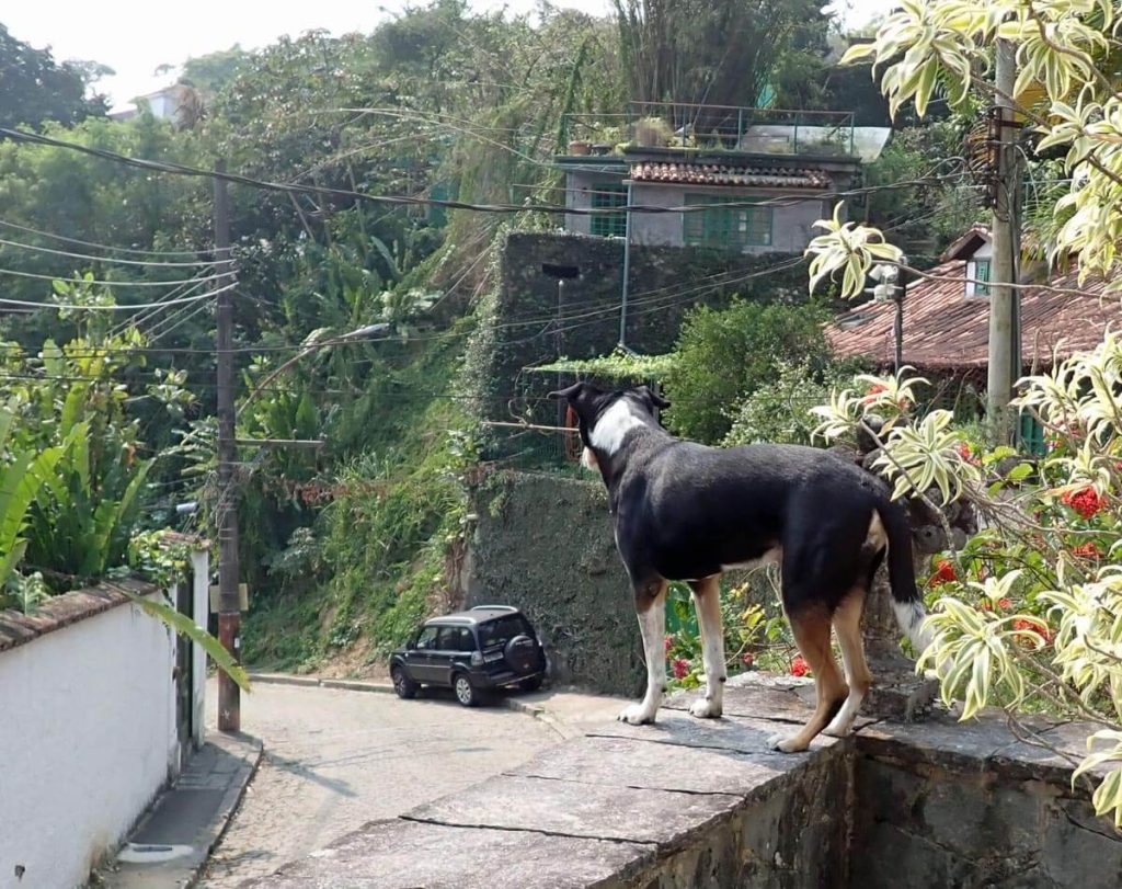 Dog stands on the wall overlooking the street.