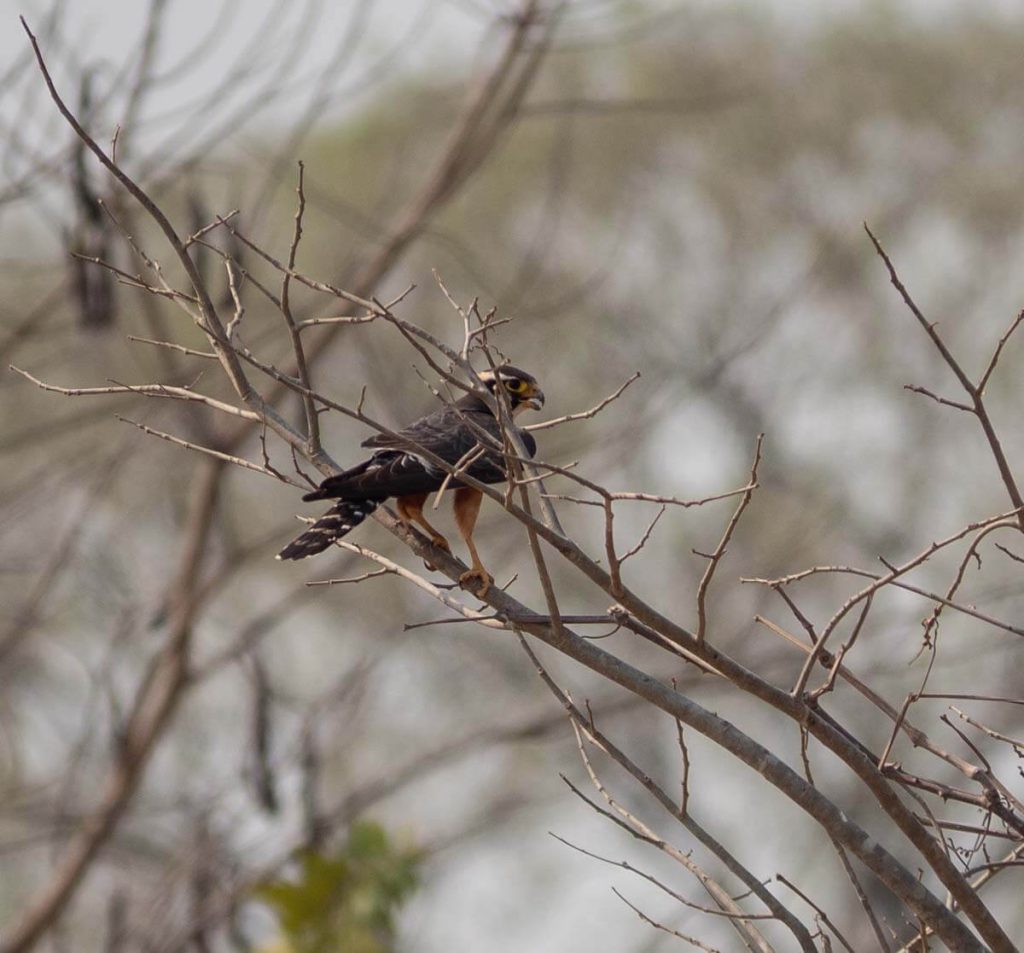 Aplomofo falcon