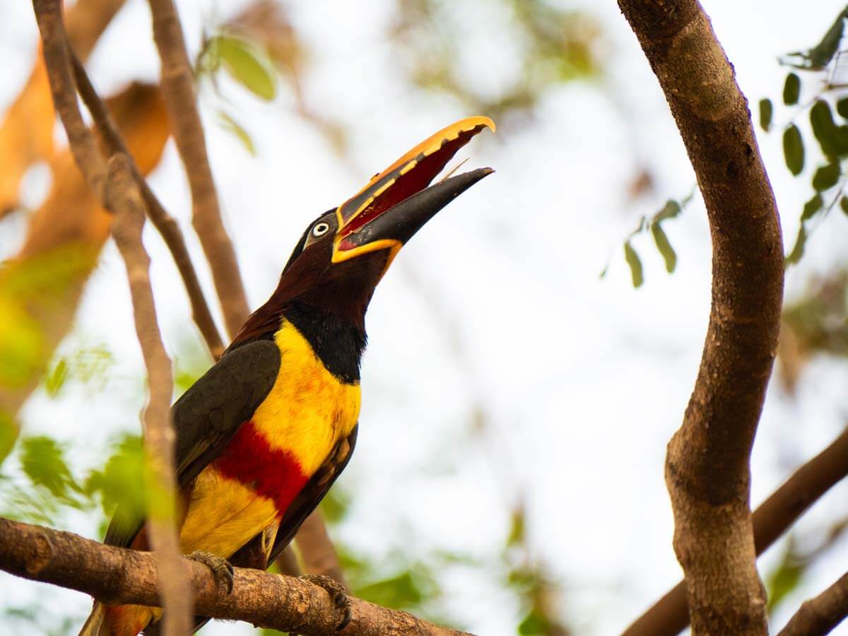 Brightly colored bird with large beak