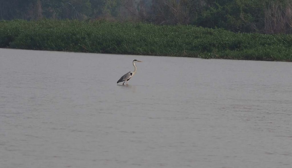 Cocoi heron walking in middle of river.