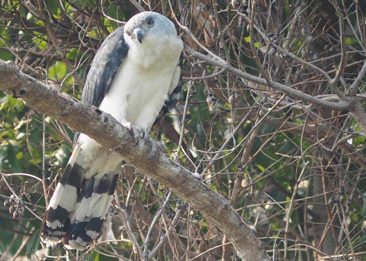 Grey and white bird looks at viewer