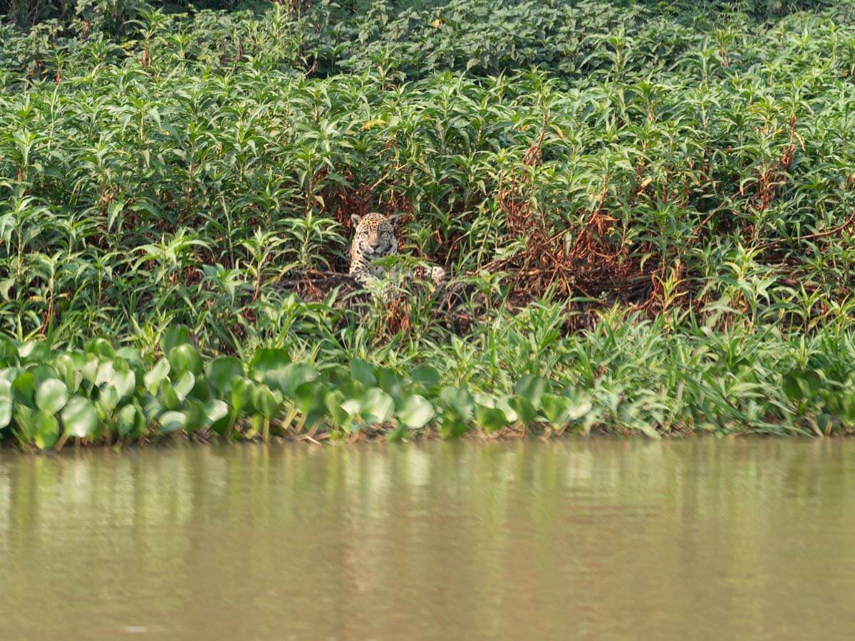 Jaguar surrounded by greenery lies down by side of river