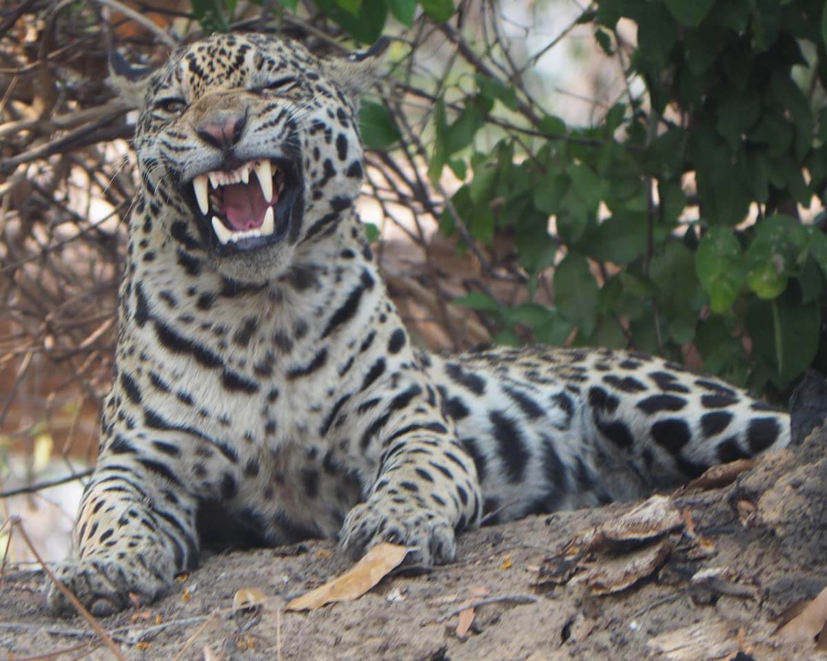 Jaguar showing its teeth