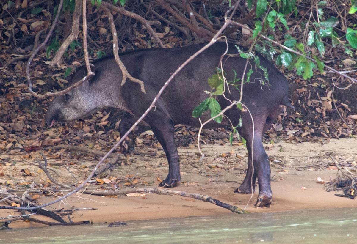 Tapir walking on side of river