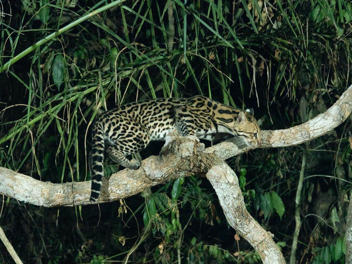 Ocelot on a log