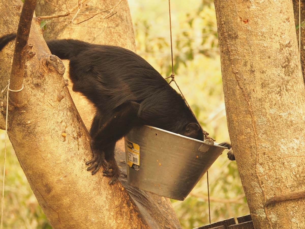 South Pantanal Lodge – Day 2