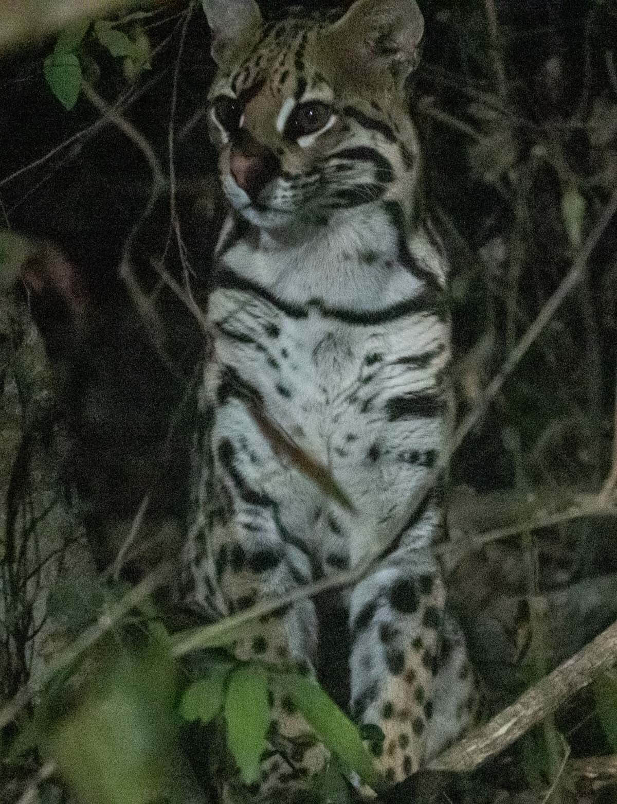 South Pantanal Lodge – Day 2 continued