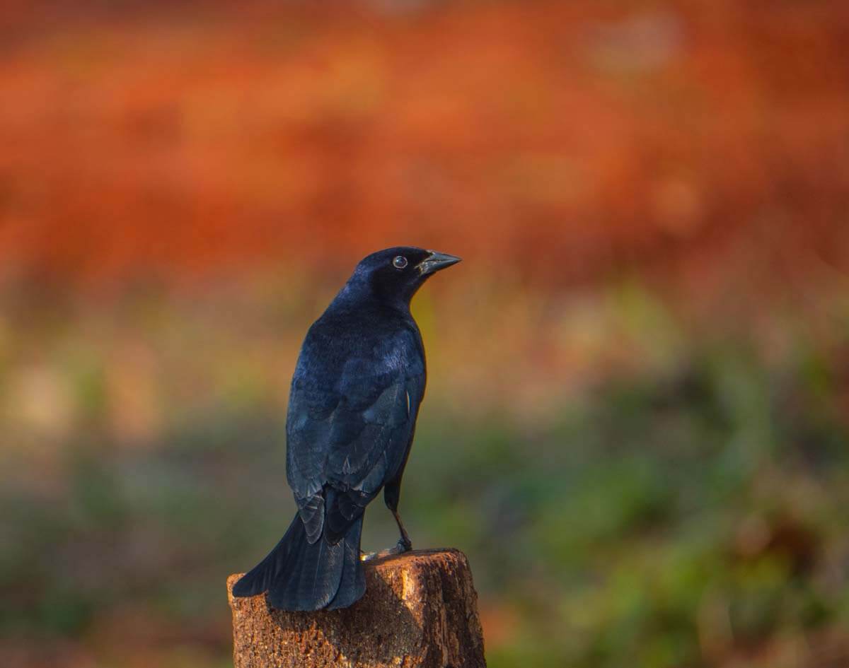 Black bird against red background