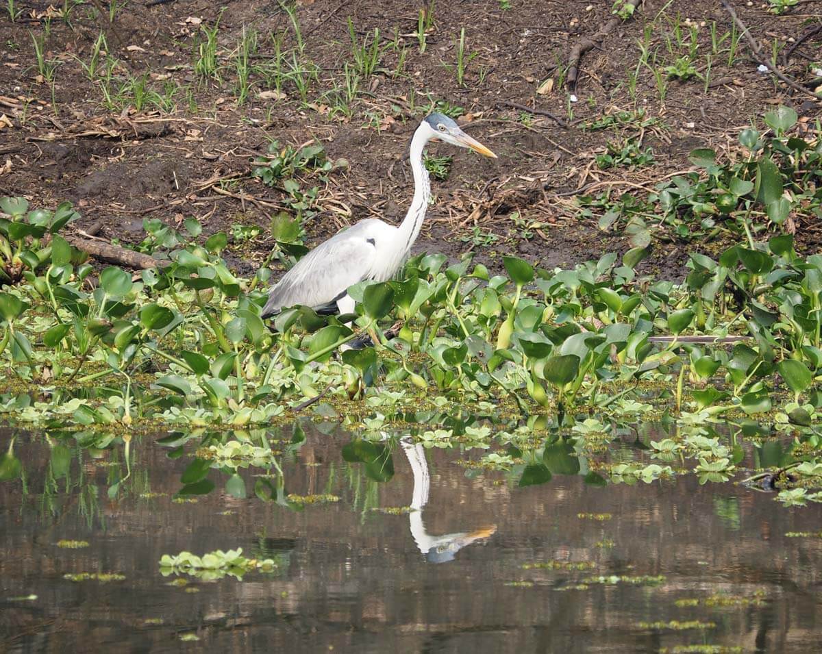 Tall heron stands at rivers edge.