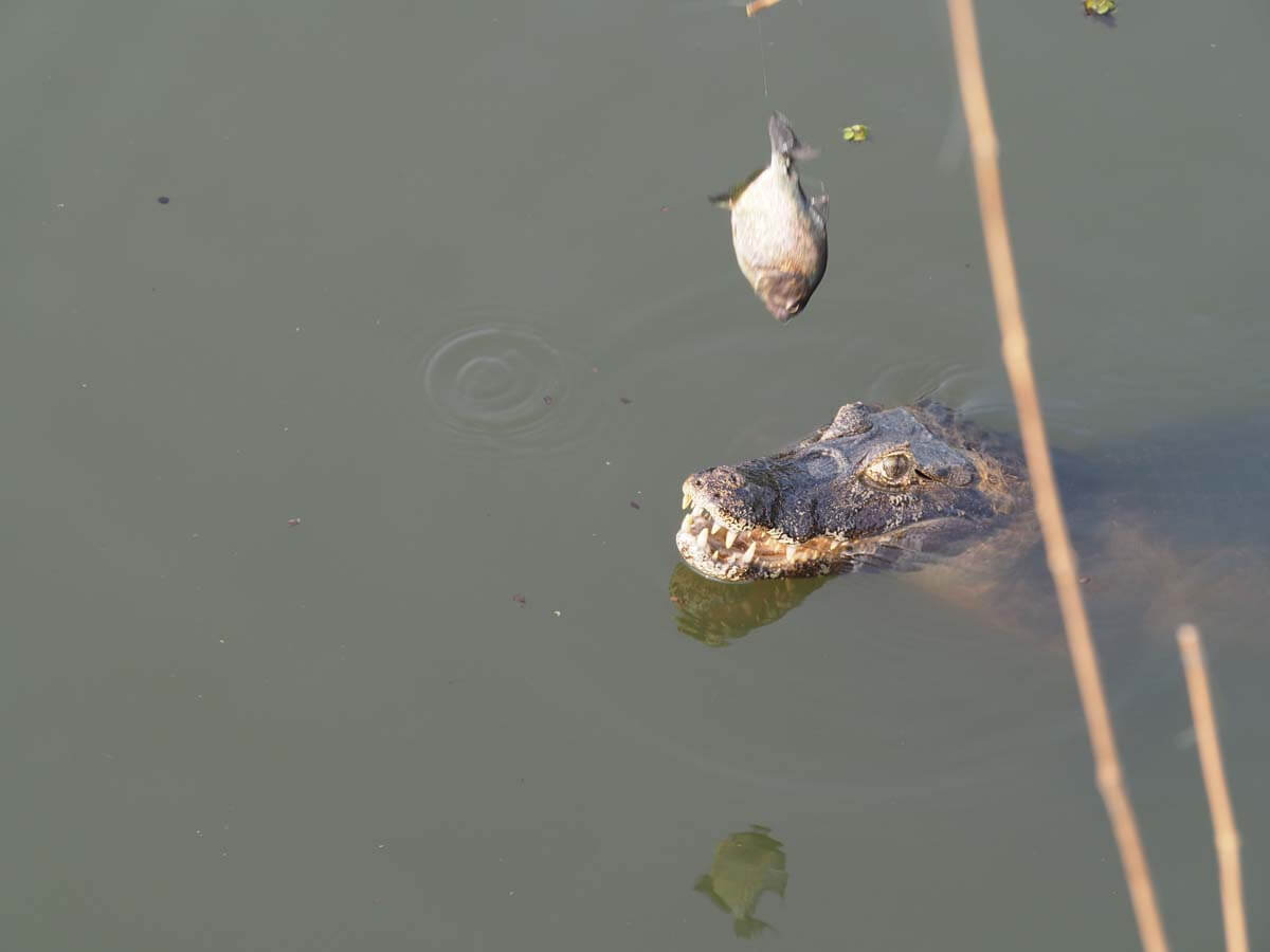 Caiman with mouth open looking at Piranha on a line