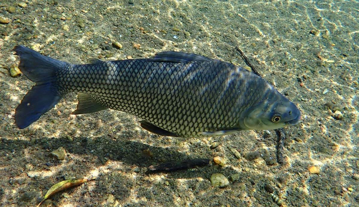 Rio Da Prata