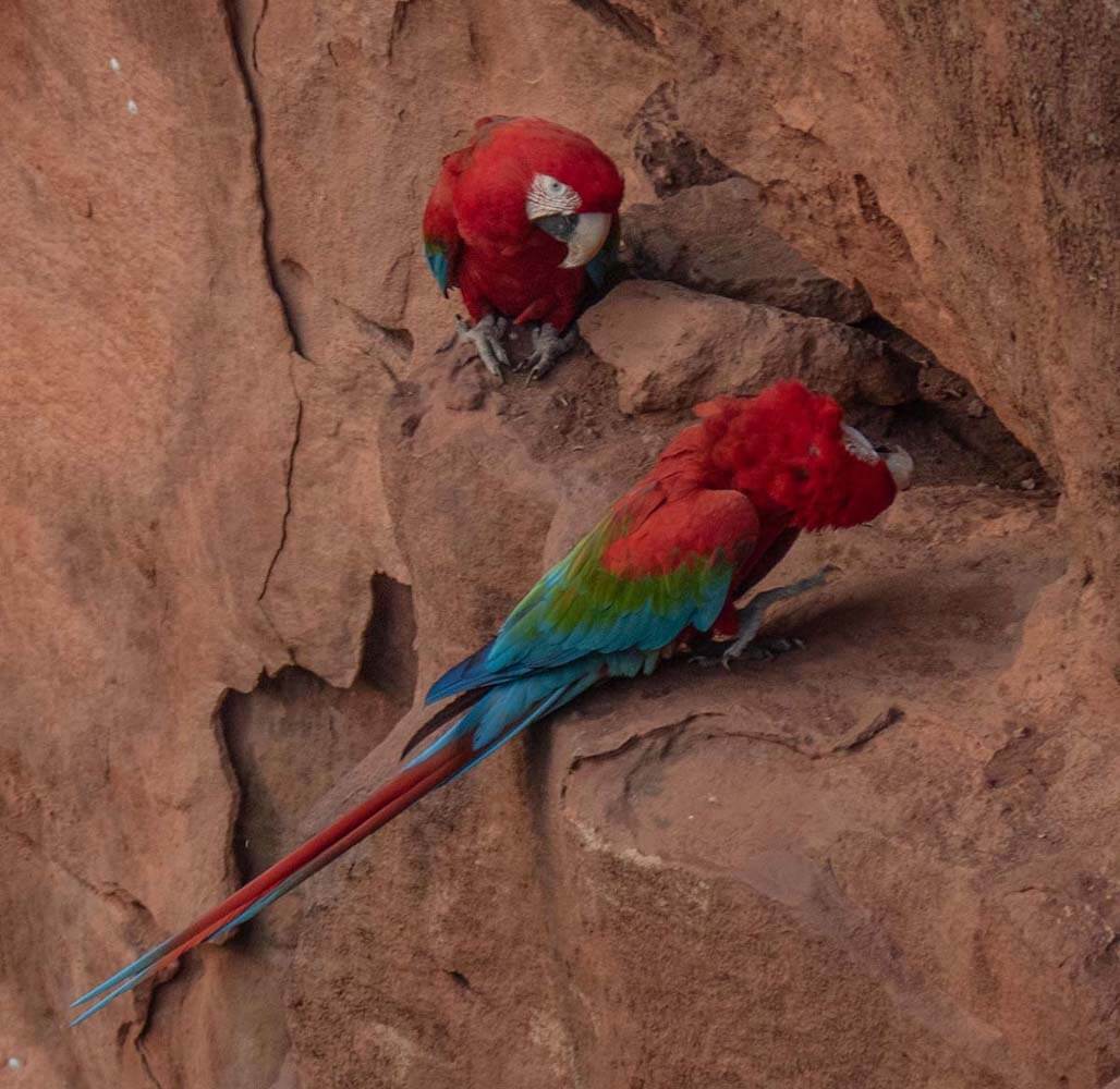 Two brightly colored macaws perch on cliff