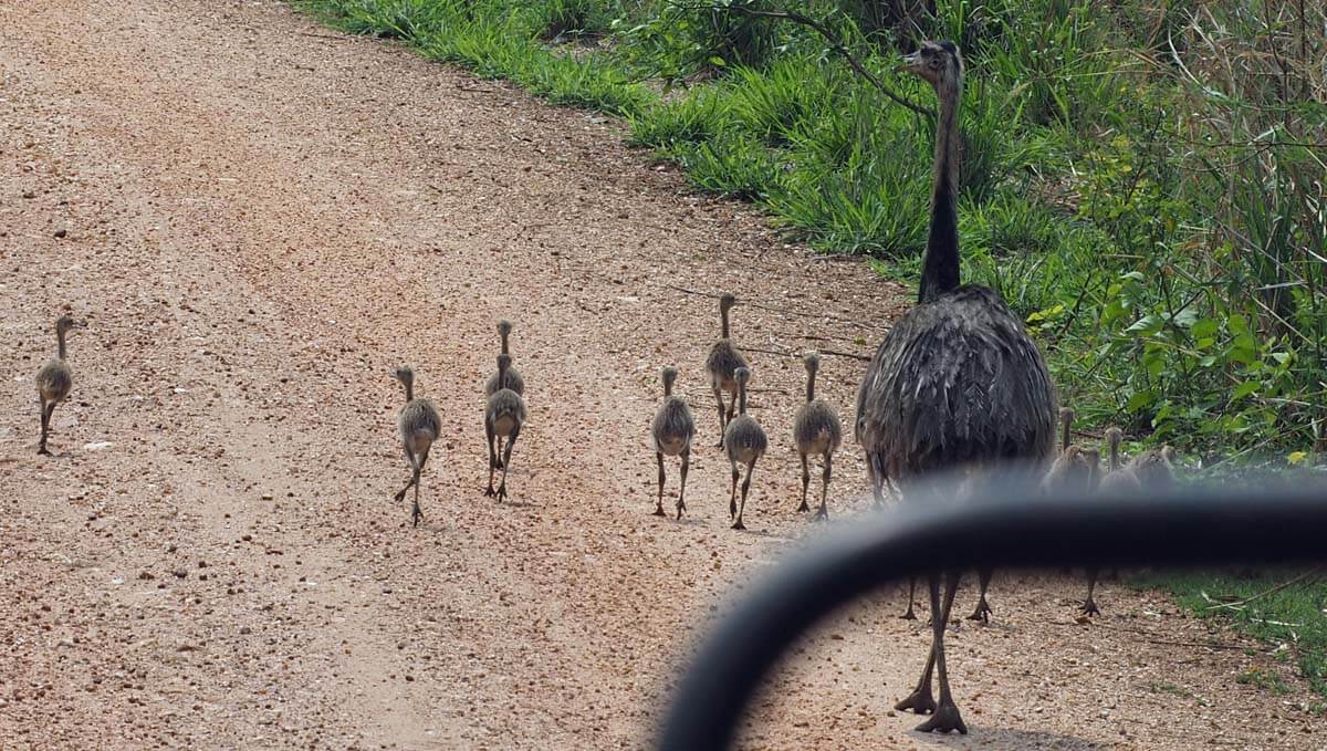 Rhea with babies walking down the road