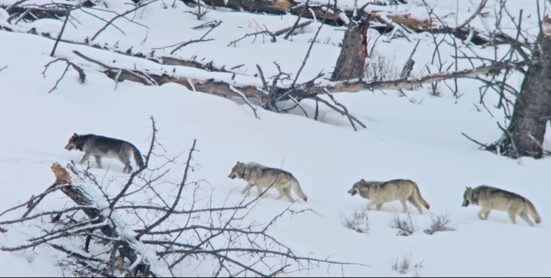Tuesday – Coyotes and the Molly Pack