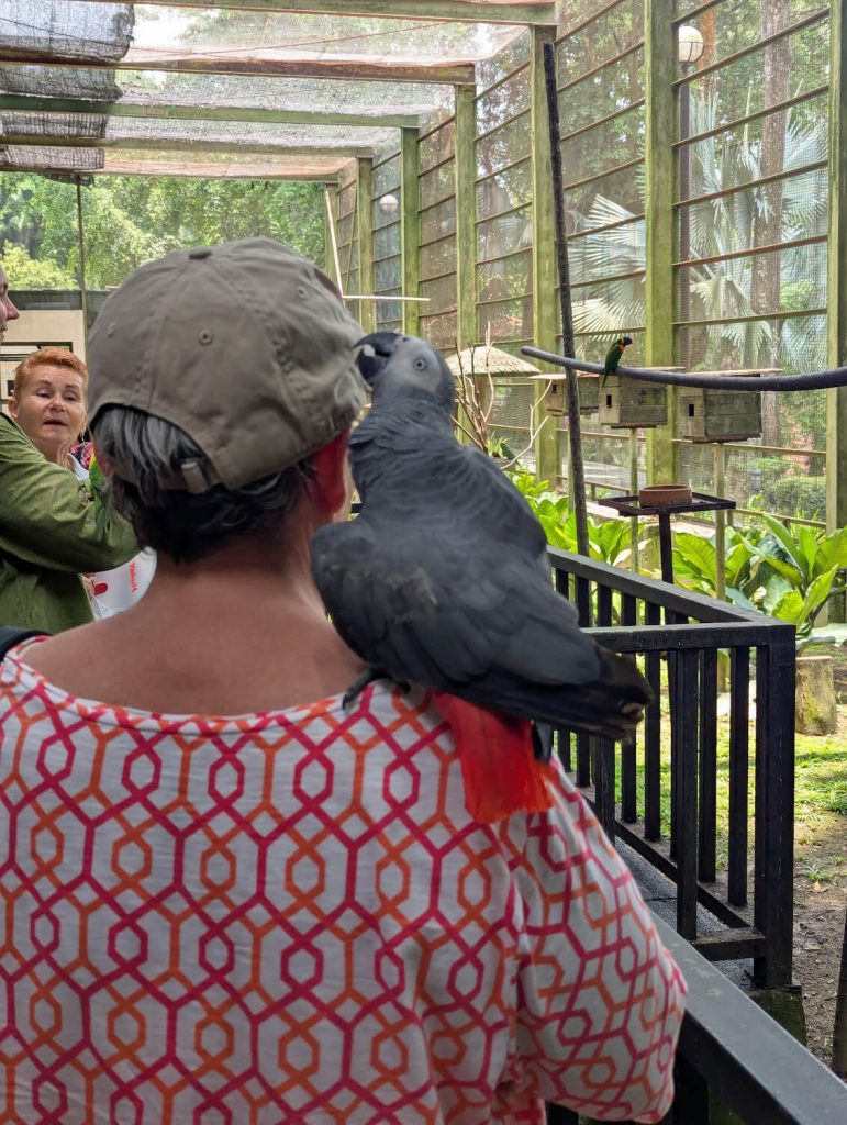 Parrot sits on Sheila's shoulder and gently bites her cap