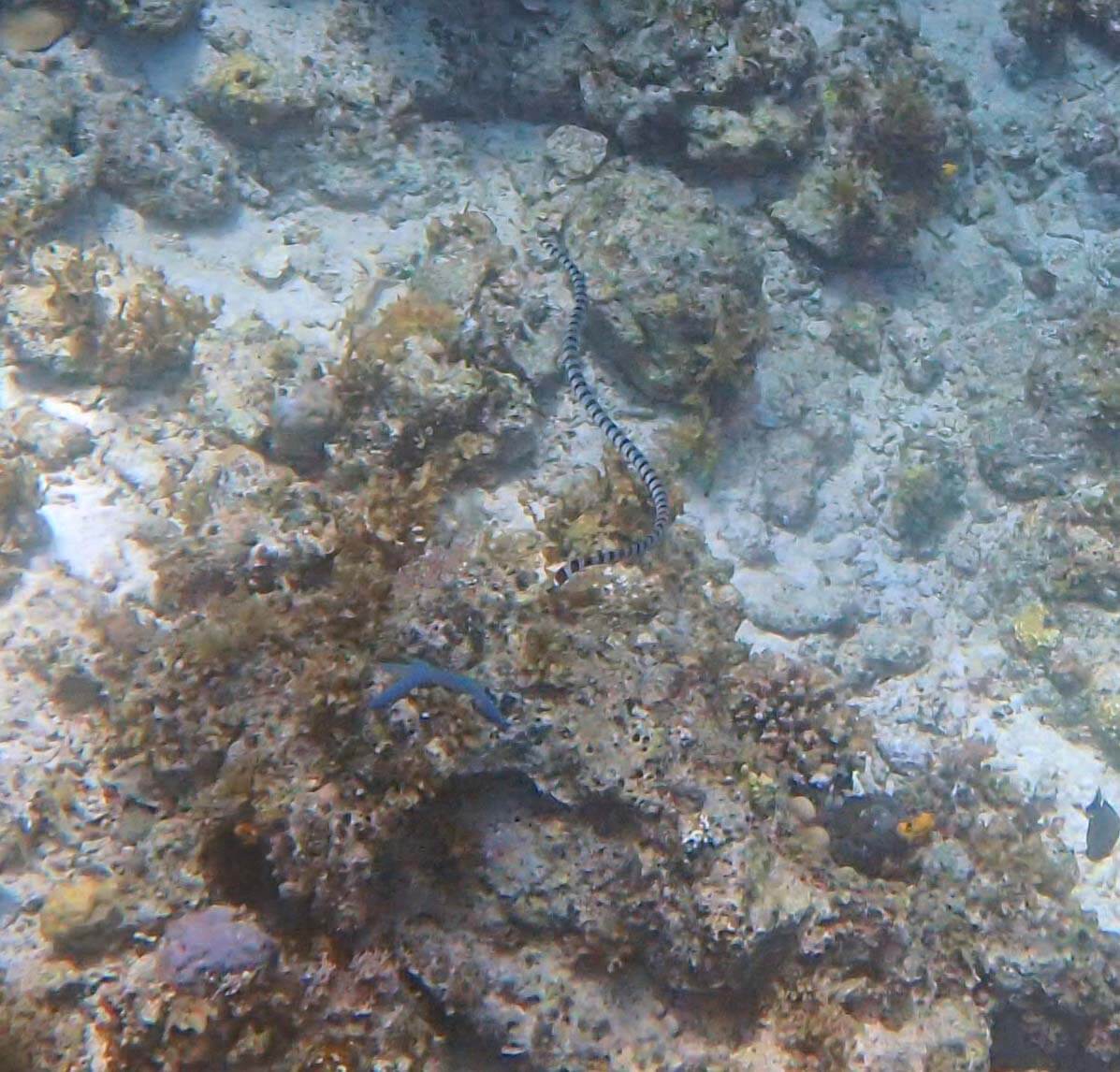 Sea snake - very cool, but venomous